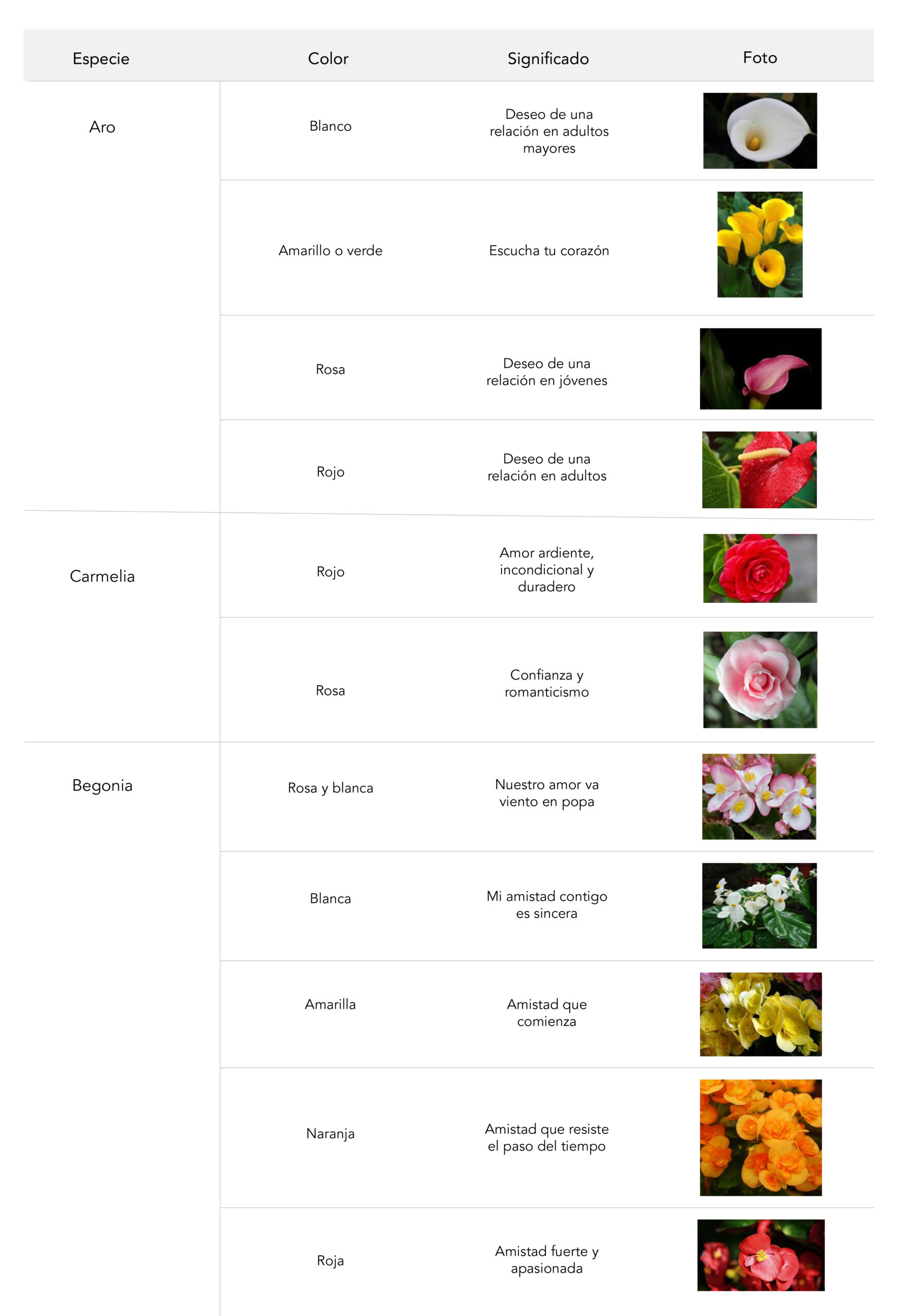 Guinness alojamiento A través de El lenguaje de las flores – OPF NEWS